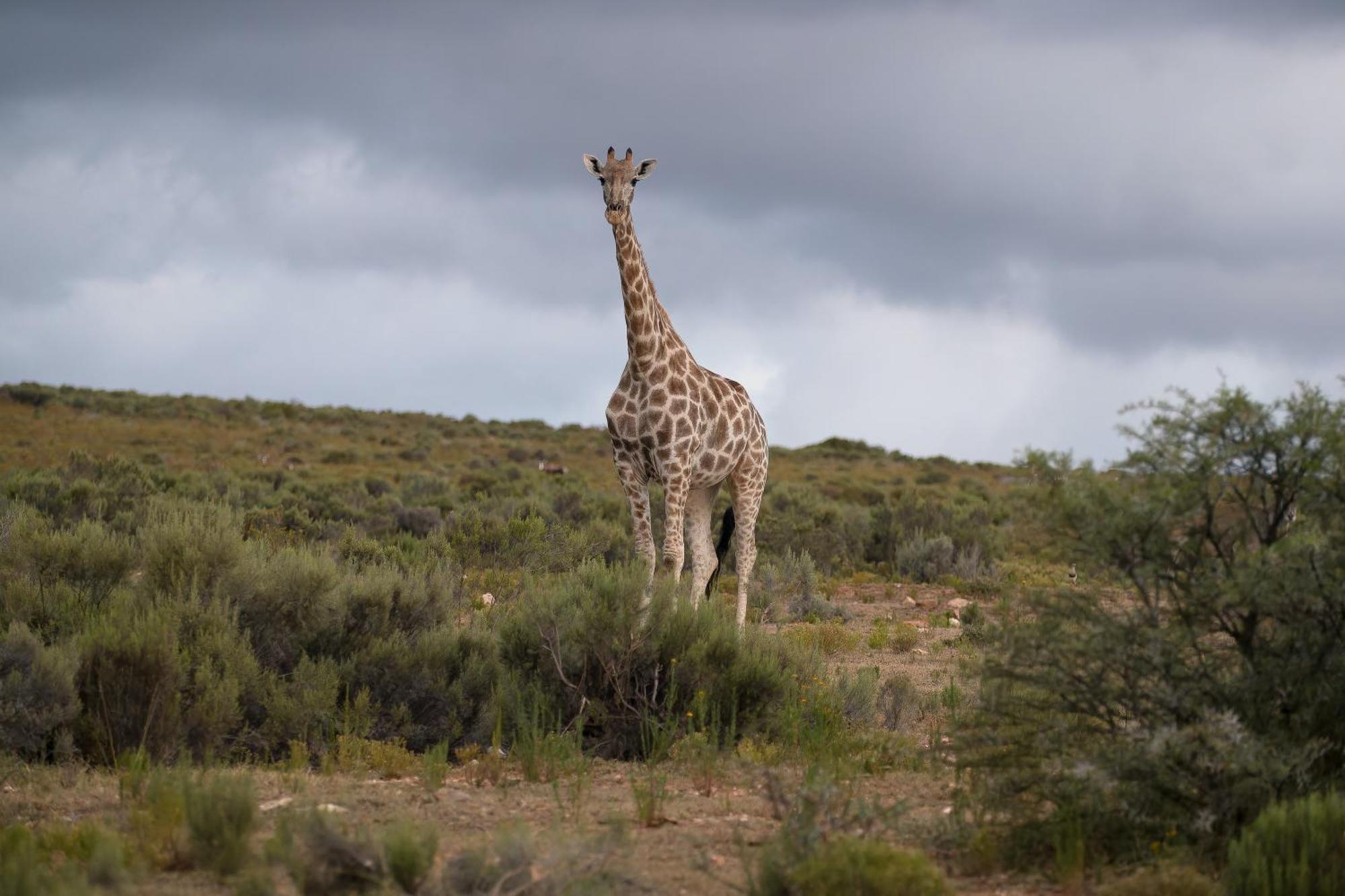 Swartberg Private Game Lodge Oudtshoorn Extérieur photo